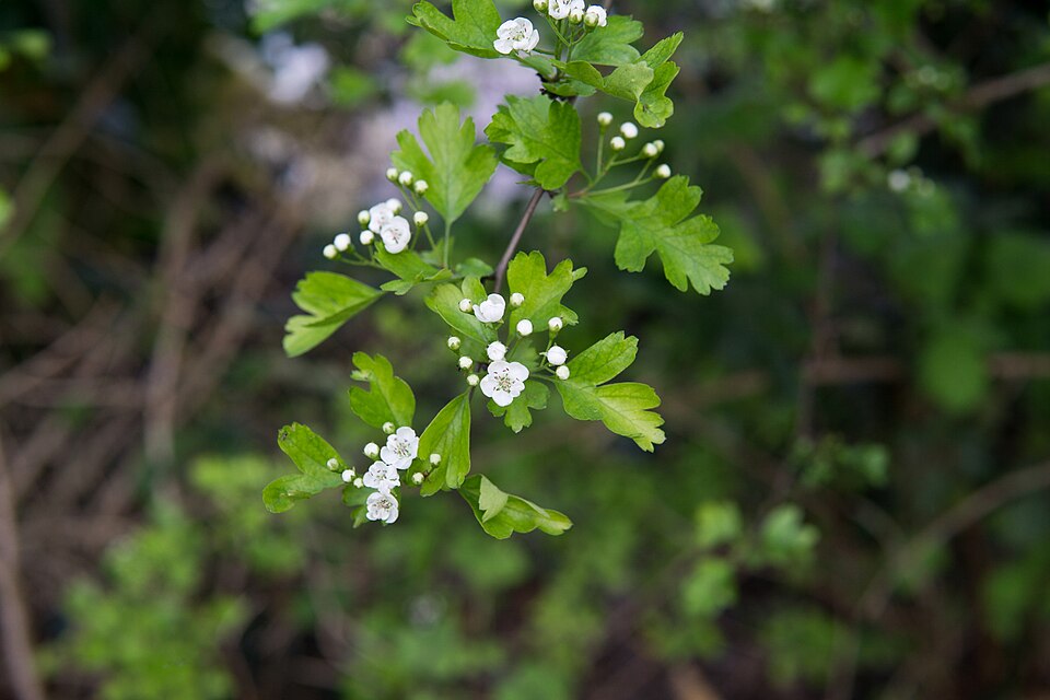 Eingriffeliger Weißdorn (Crataegus monogyna) – Produktbild, heimische Wildpflanze, Gehölze, naturnaher Garten